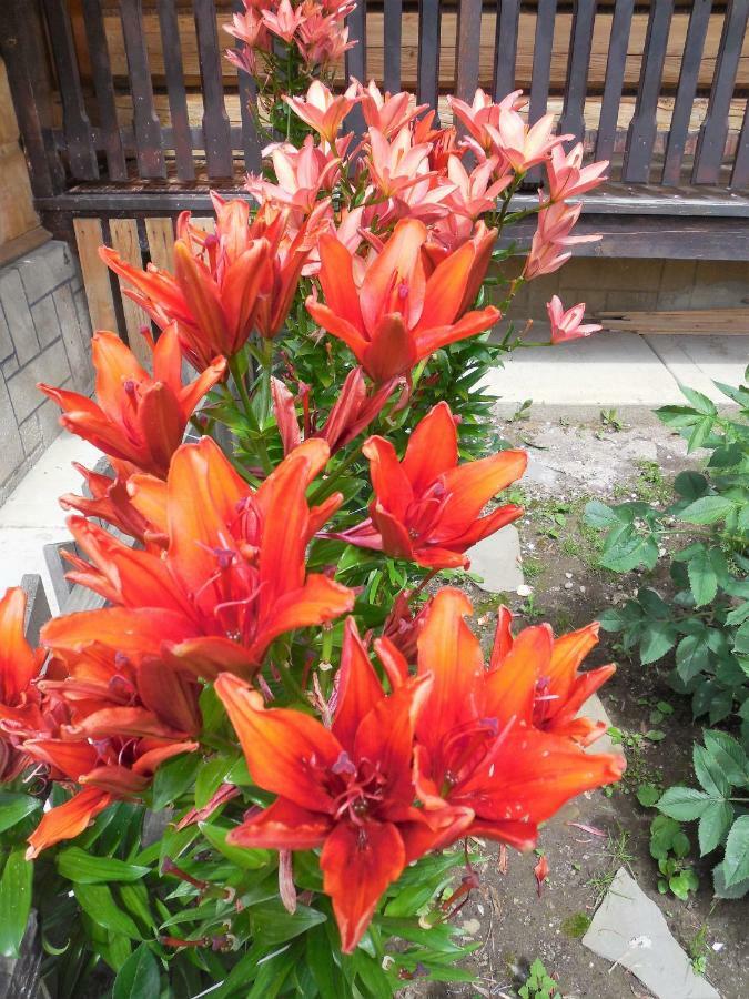 Pokoje Pod Cyrlica U Jozi คอคอวูฟ ภายนอก รูปภาพ